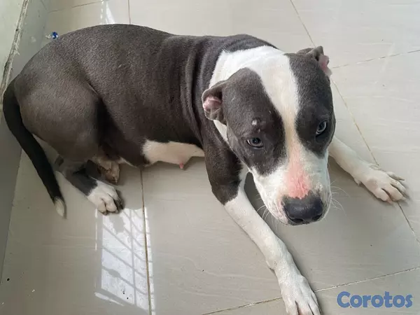 animales y mascotas - Pitbull blue fans 11