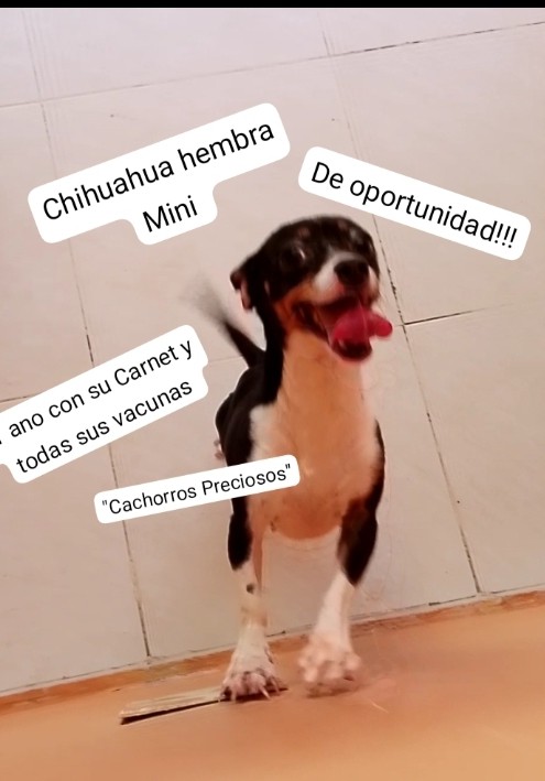 animales y mascotas - Chihuahua #1 tricolor hembra  2