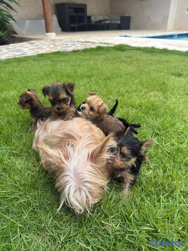 animales y mascotas - Yorkshire terrier linaje ruso  10