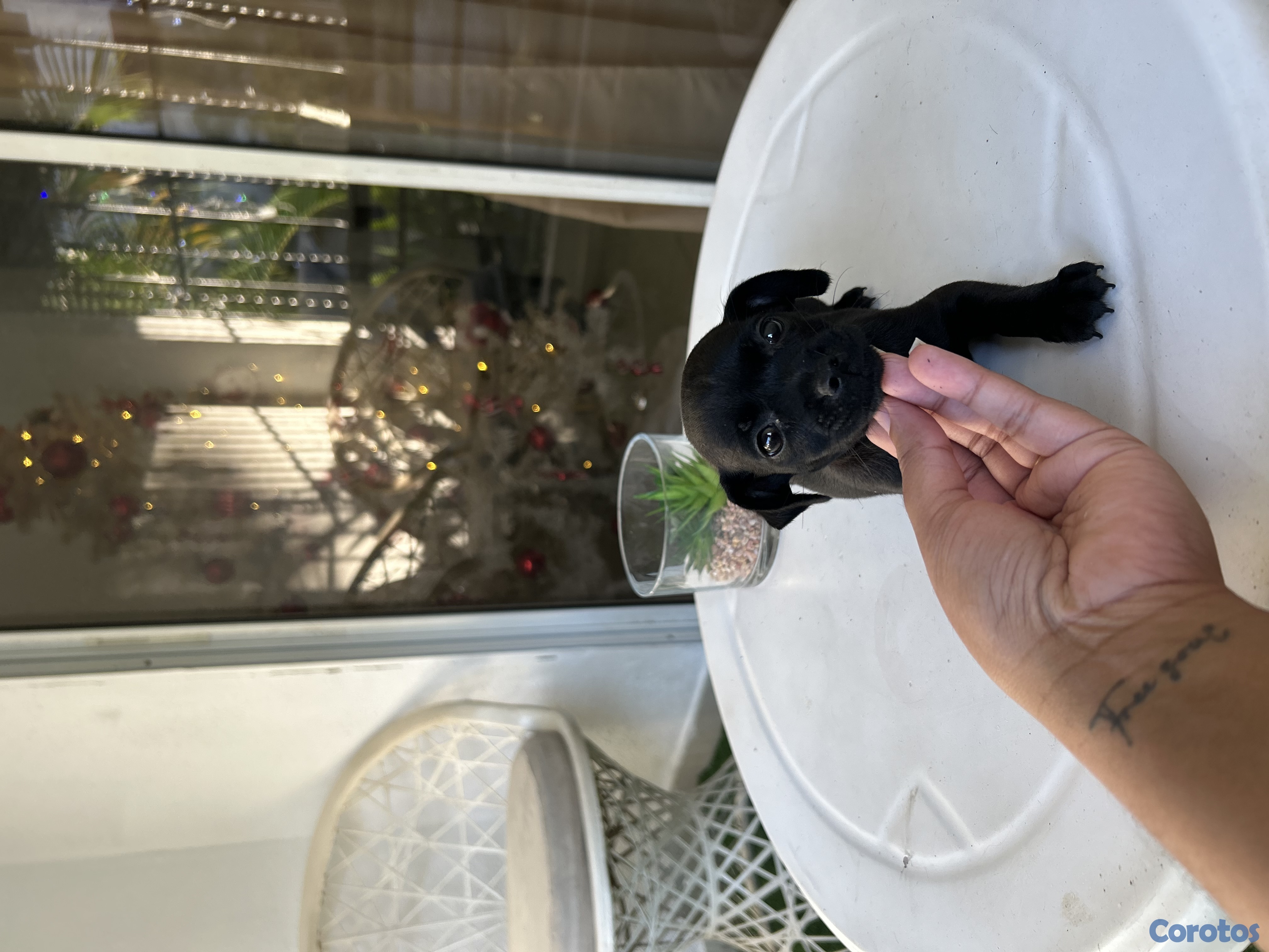 animales y mascotas - Chihuahua hembra 2