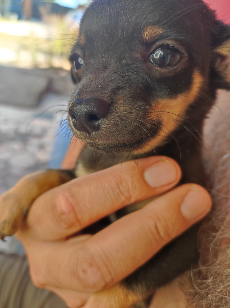animales y mascotas - Chihuahua en venta 1