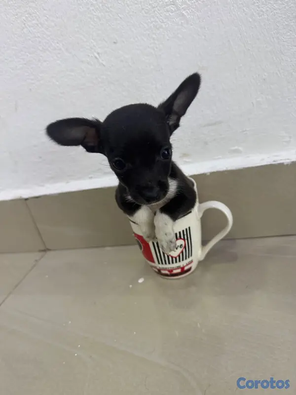 animales y mascotas - Chihuahua  2