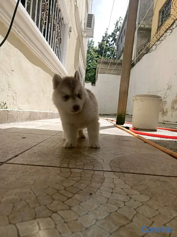 animales y mascotas - husky Siberiano  8