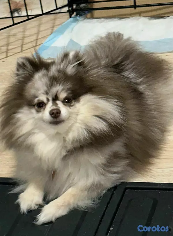 animales y mascotas - Hermosos cachorritos de pomerani mini 2