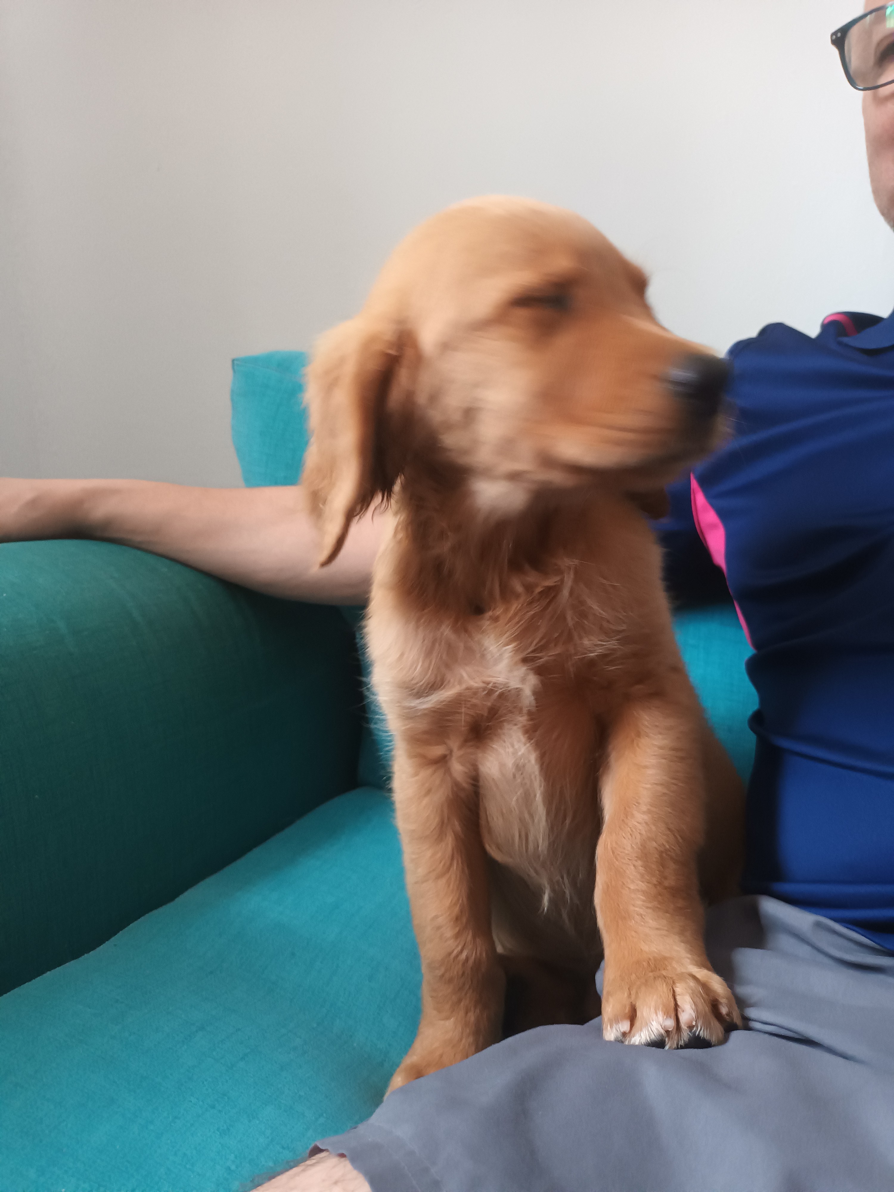 animales y mascotas - De oportunidad  hermoso cachorros Golden Retriever listo para adiestramiento  9