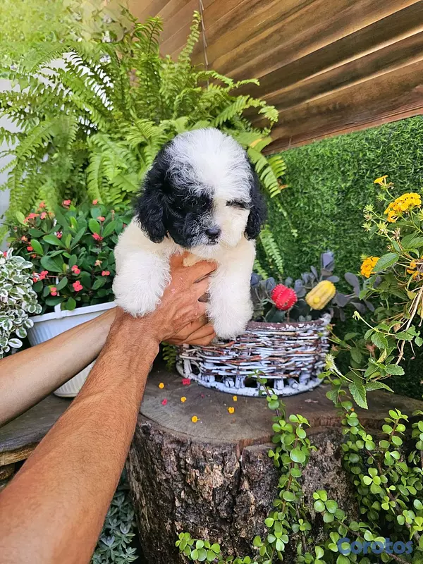animales y mascotas - hermosos Shitpoo super peluditos y pequeñitos  2