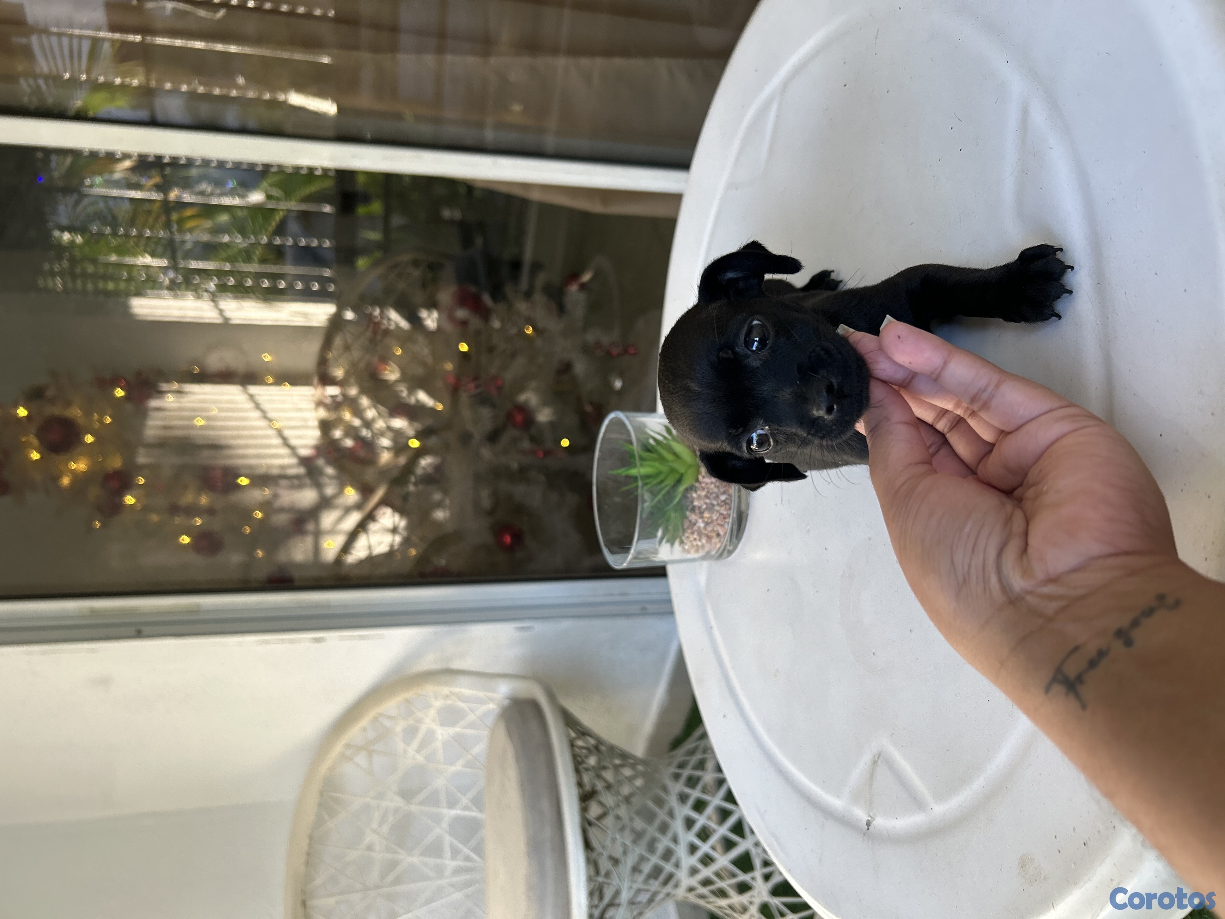 animales y mascotas - Chihuahua hembra 1