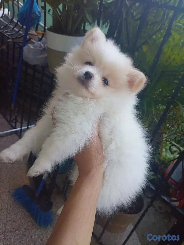 animales y mascotas - Pomerania Macho 3
