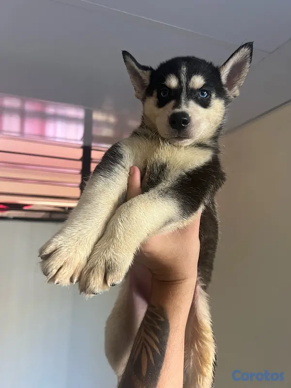 animales y mascotas - Hermosos Cachorros Husky Siberiano - Listos para un nuevo hogar 2