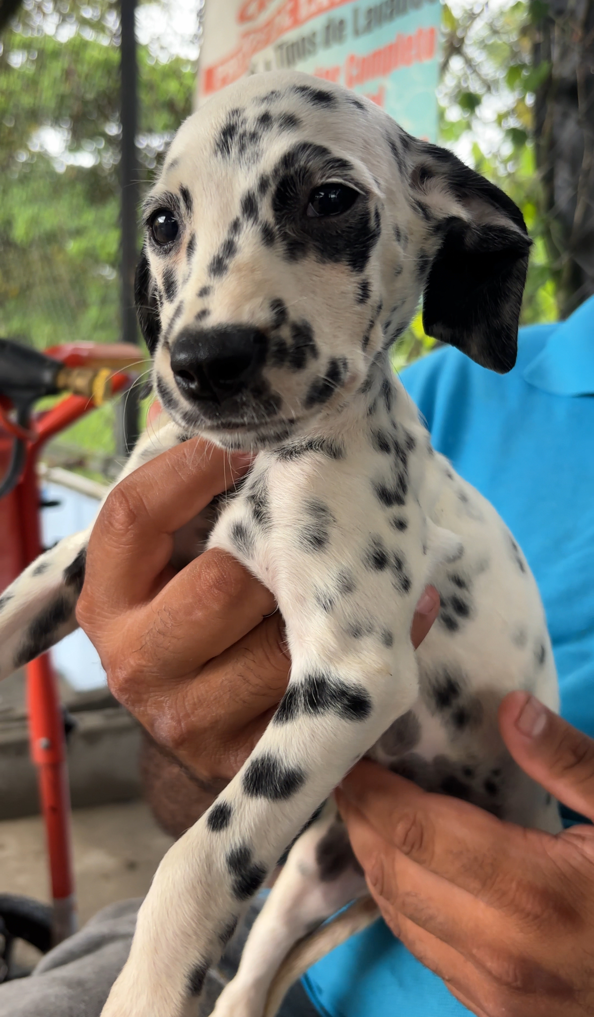 animales y mascotas - Dalmatas Clasicos y Exoticos 🩷🧬 1