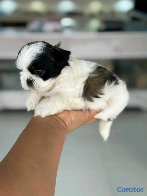animales y mascotas - hermosos cachorritos shitzu mini 5