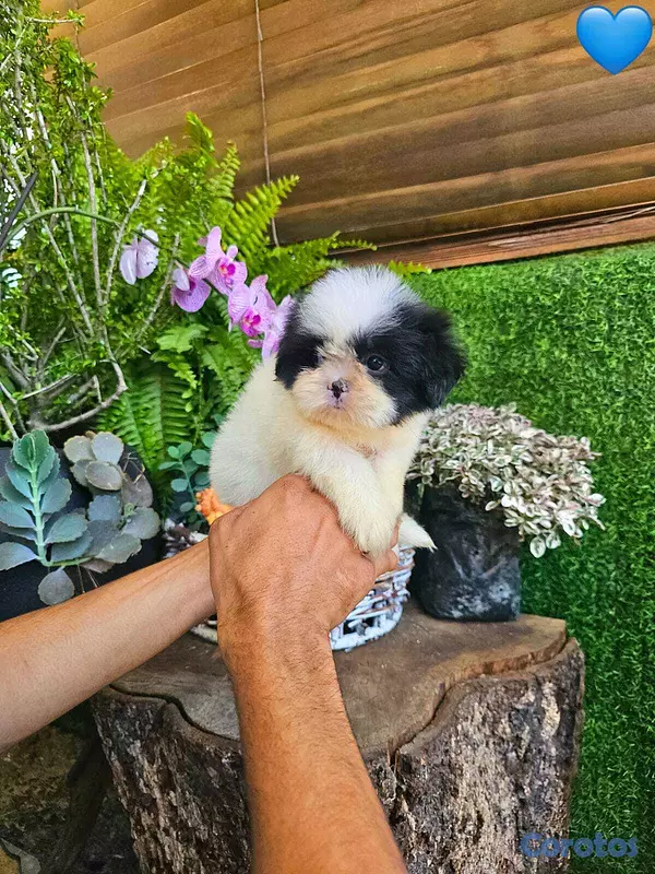 animales y mascotas - Hermosos Shitzu mini (Hembra y macho) super pequeñ 4