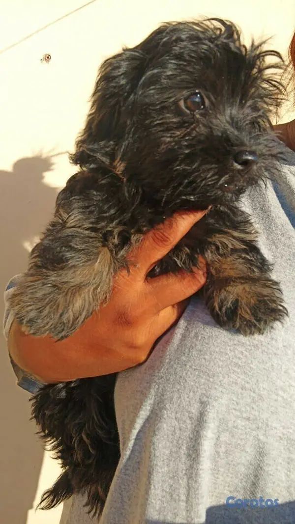 animales y mascotas - Poodles 5