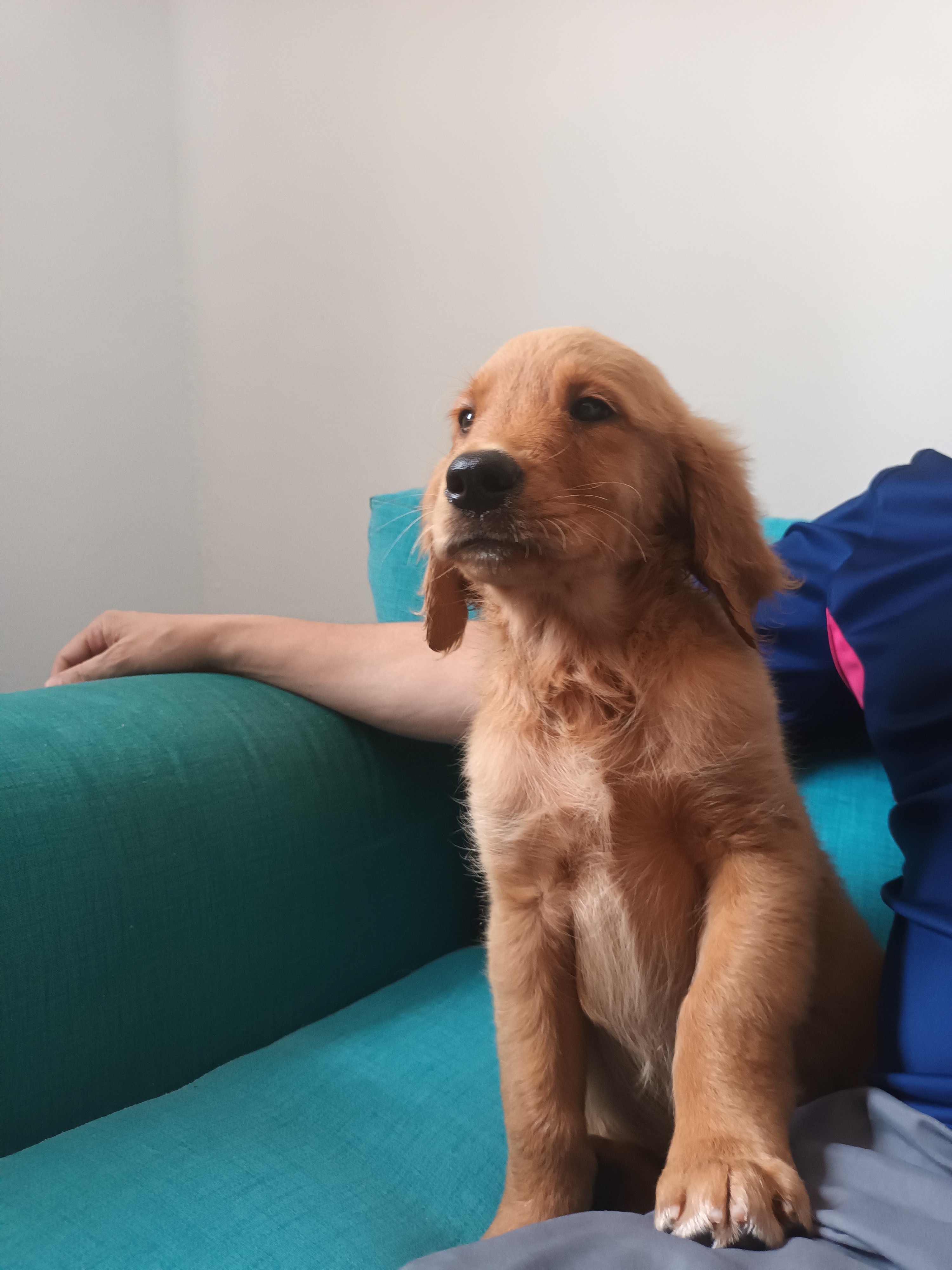 animales y mascotas - De oportunidad  hermoso cachorros Golden Retriever listo para adiestramiento  6