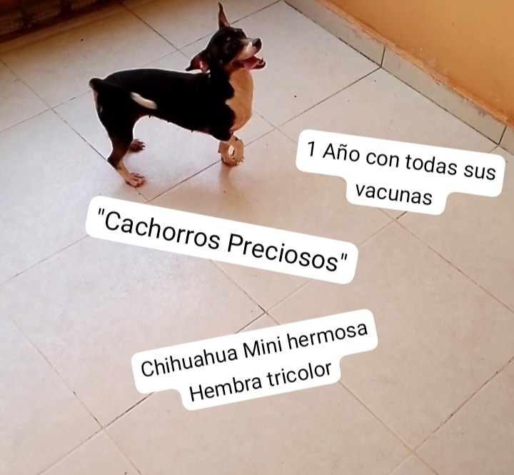 animales y mascotas - Chihuahua #1 tricolor hembra  3