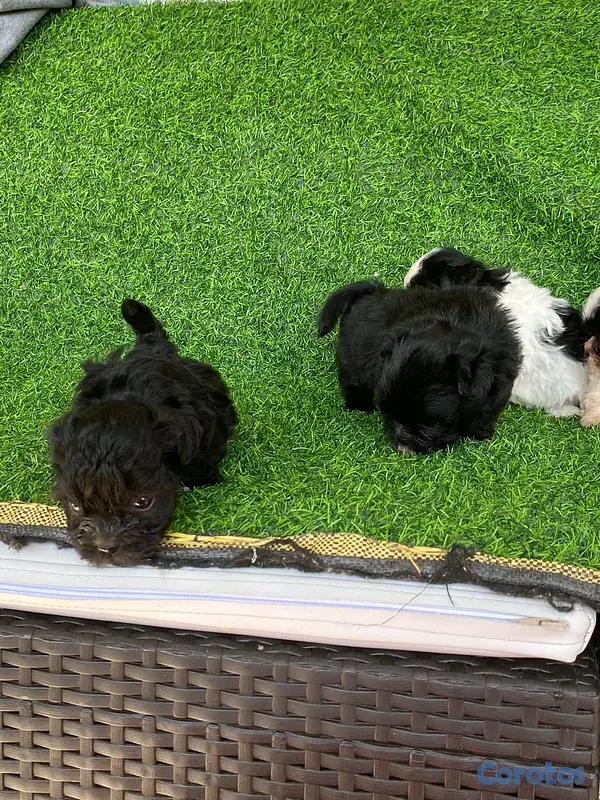animales y mascotas - hermosos cachorritos de shipoo toy  7