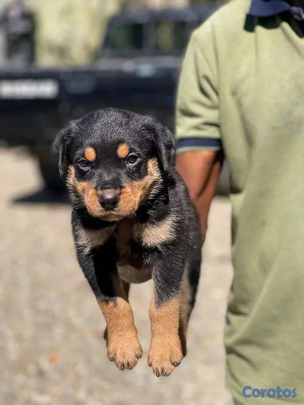 animales y mascotas - hermosos cachorritos rottwailer  3