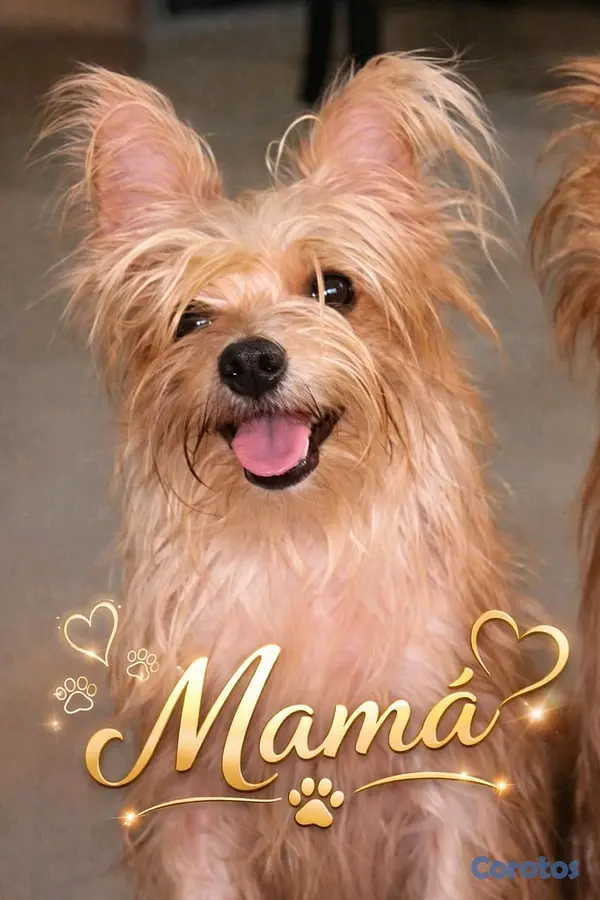animales y mascotas - Gran variedad  3