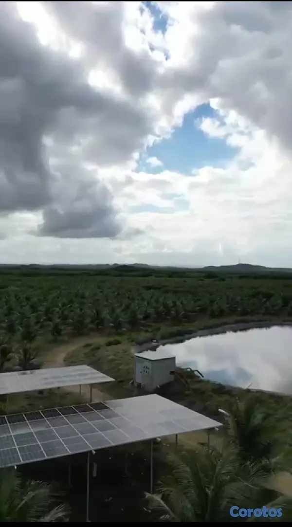 solares y terrenos - Finca de Cocos Enanos en Monte Cristi 9