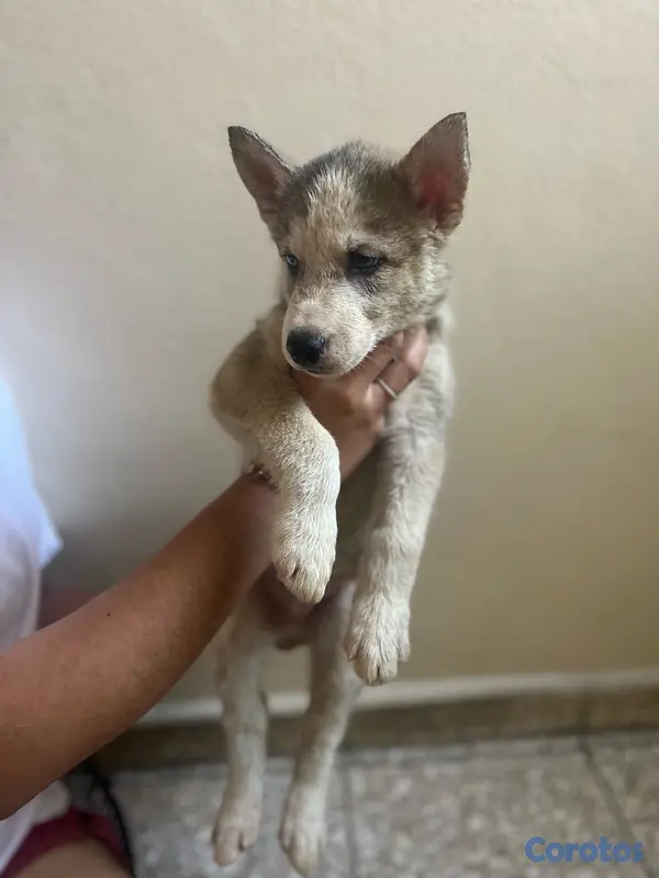 animales y mascotas - Hermosos Cachorros Husky Siberiano - Listos para un nuevo hogar 3