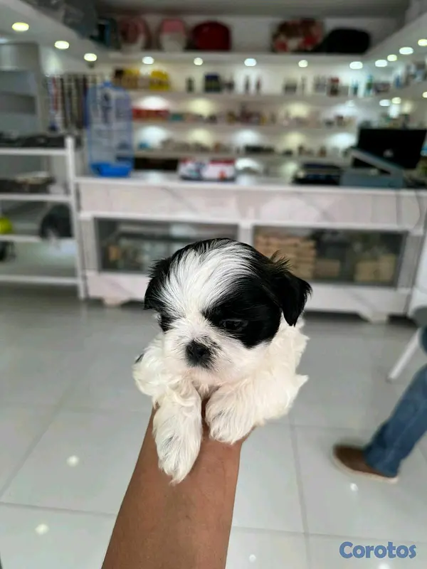 animales y mascotas - hermosos cachorritos shitzu mini 6