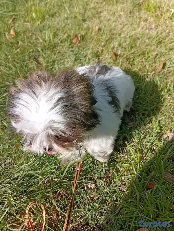 animales y mascotas - HERMOSO SHIHTZU MACHO 💙  8