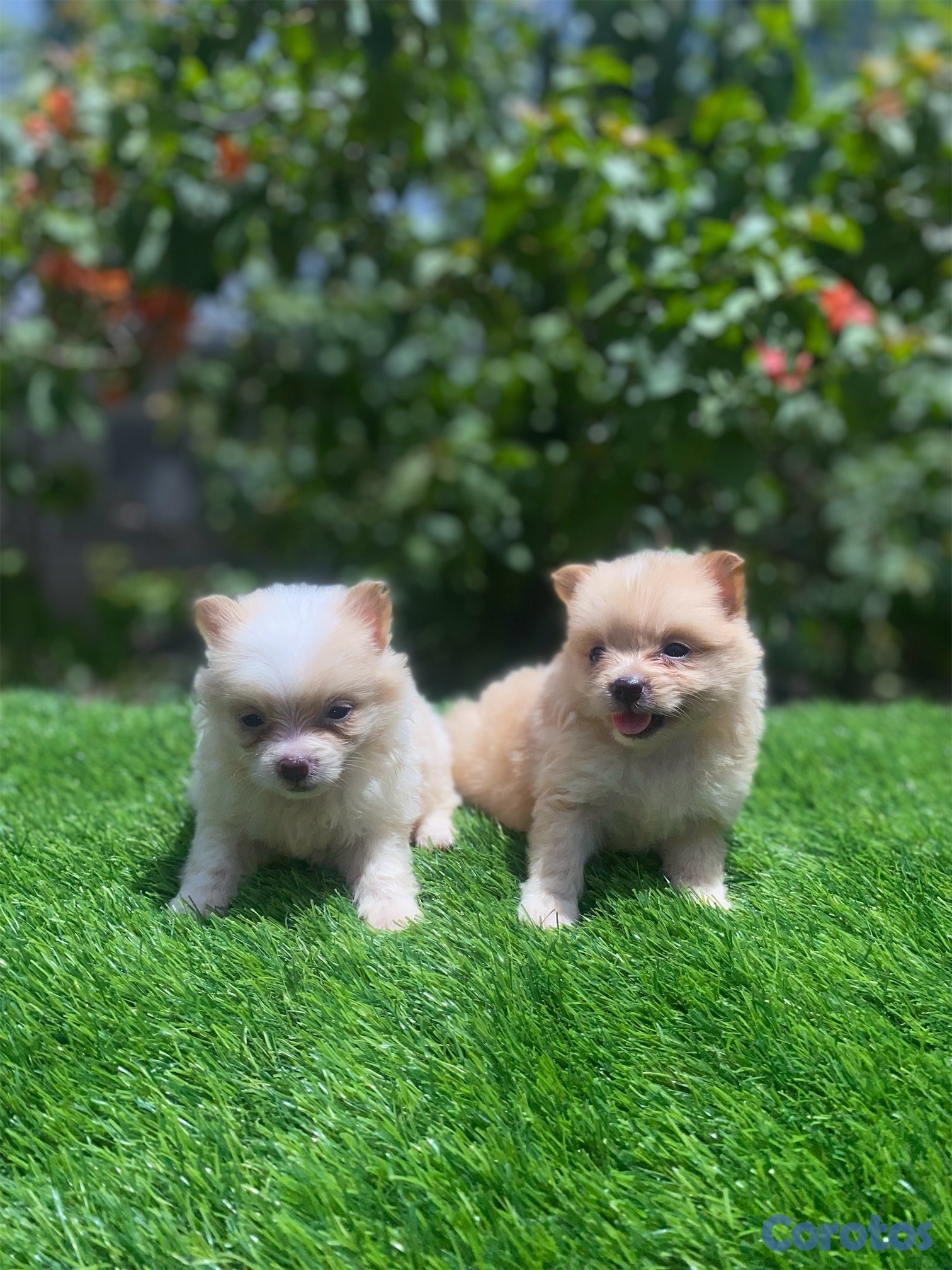 animales y mascotas - Pomerania  2