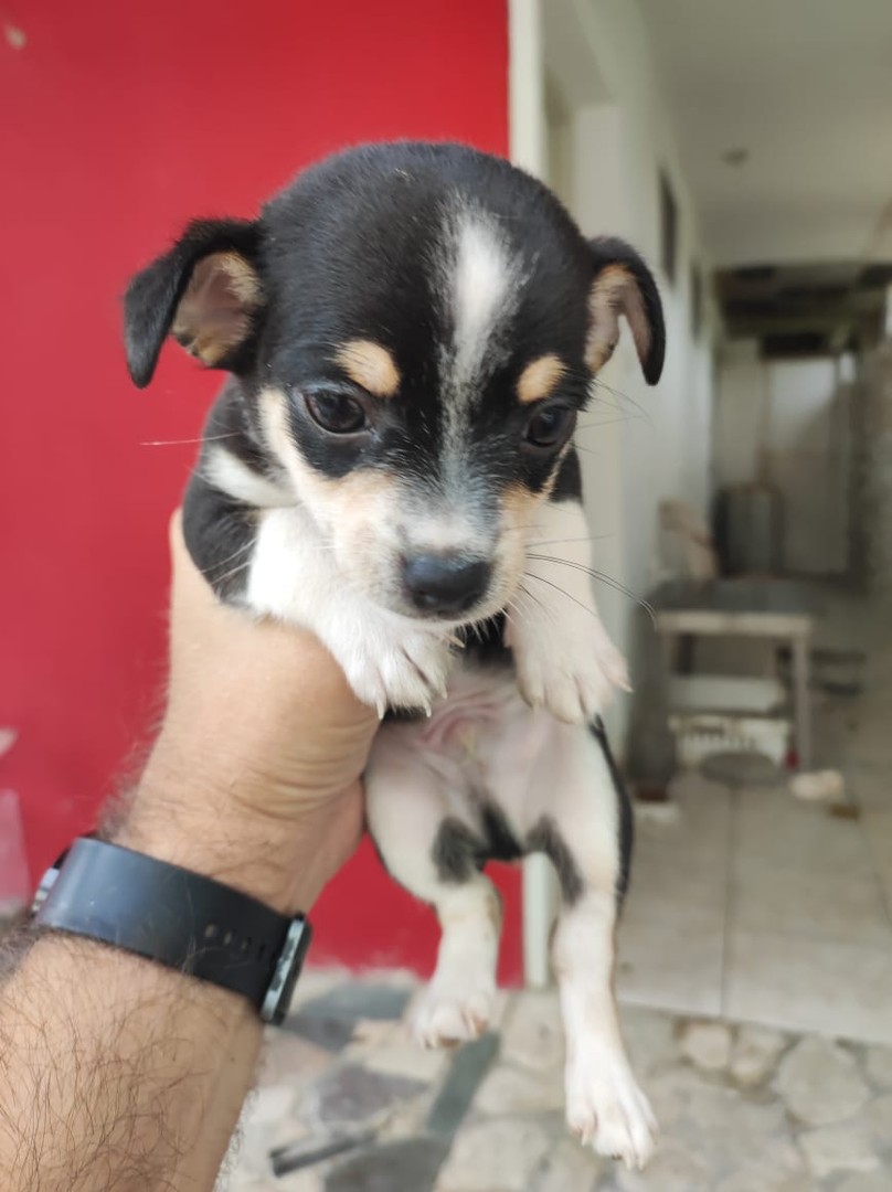 animales y mascotas - Chihuahua en venta