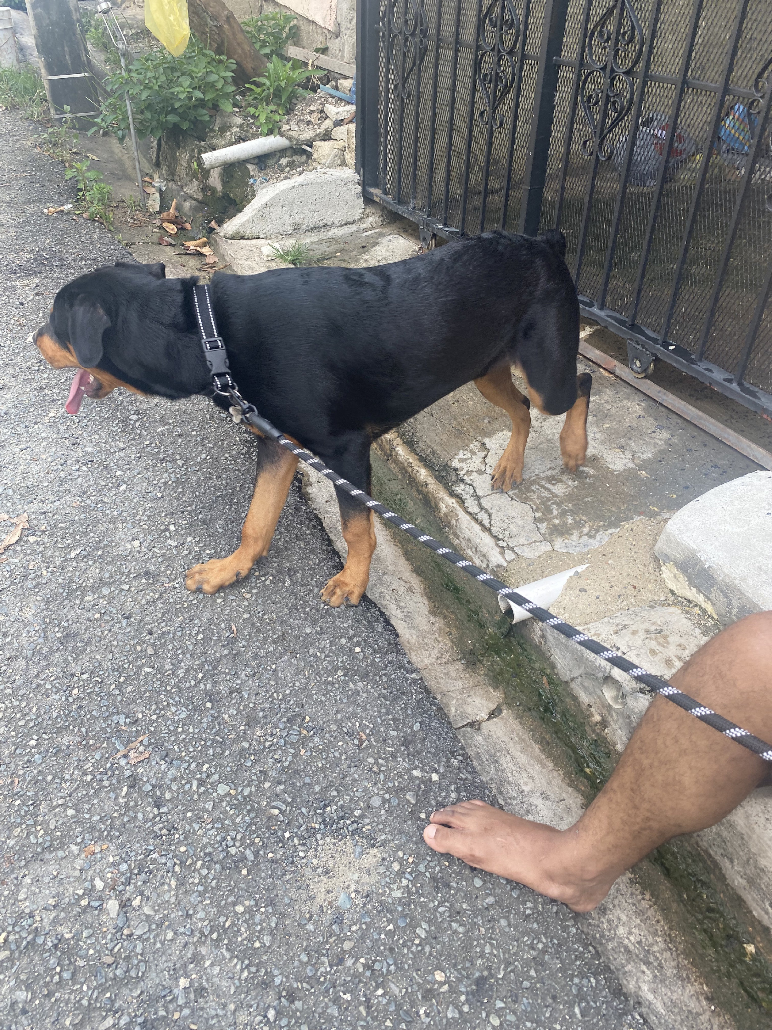 animales y mascotas - rottweiler macho para ecatar 