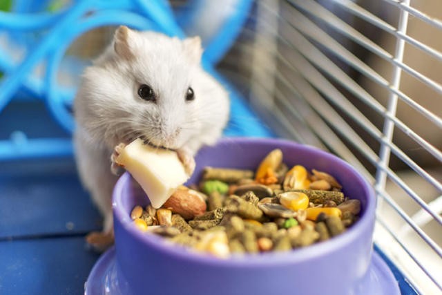 animales y mascotas - Hamster Recien Nacidos Disponibles