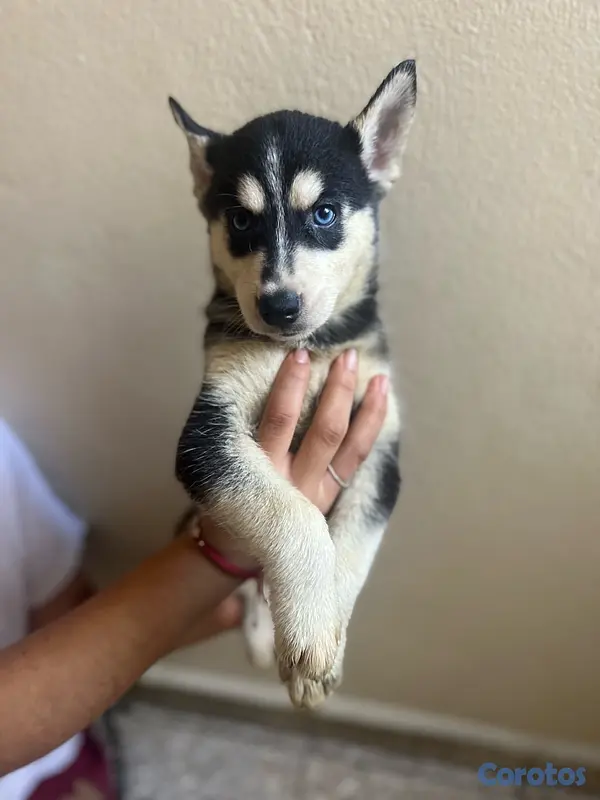 animales y mascotas - Hermosos Cachorros Husky Siberiano - Listos para un nuevo hogar 4