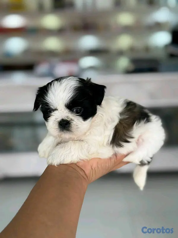 animales y mascotas - hermosos cachorritos shitzu mini 7