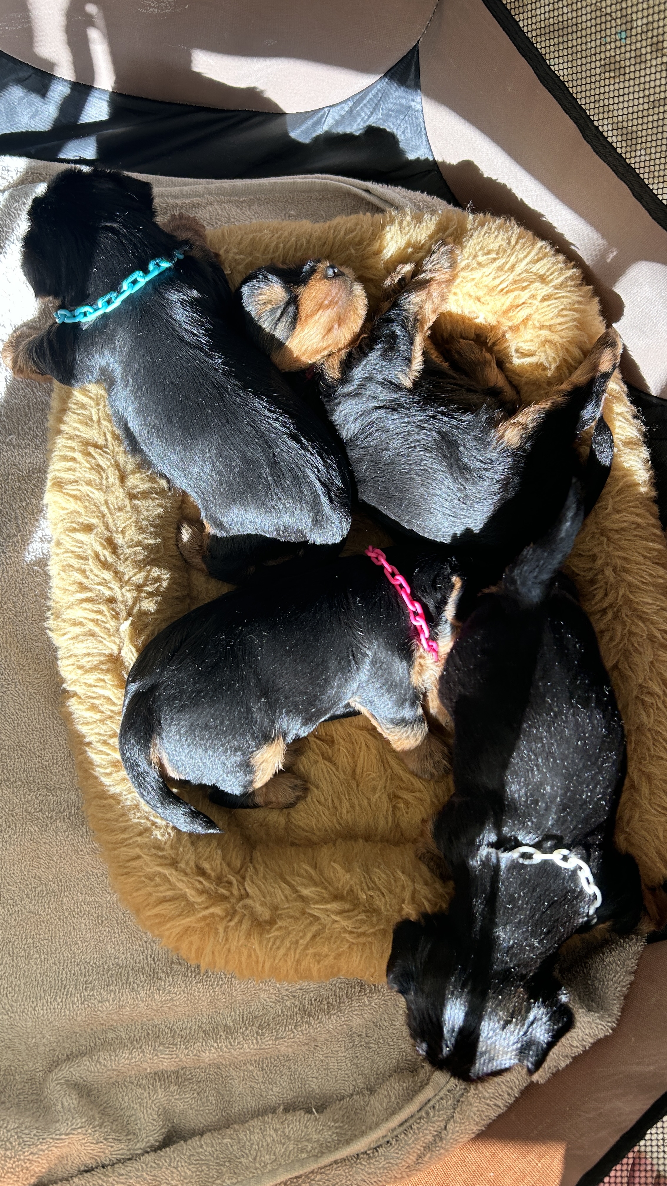 animales y mascotas - Cachorros Yorkie terrier  1