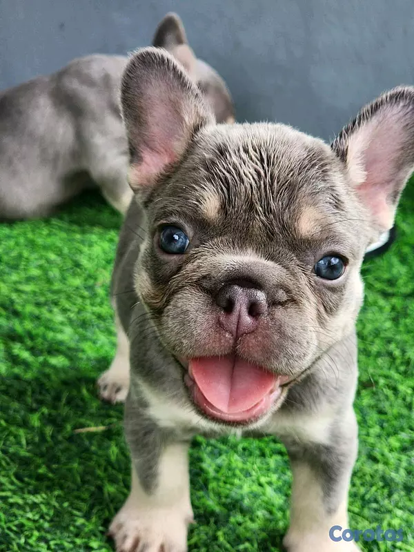 animales y mascotas - hermosos y adorables cachorritas buldog frances  6