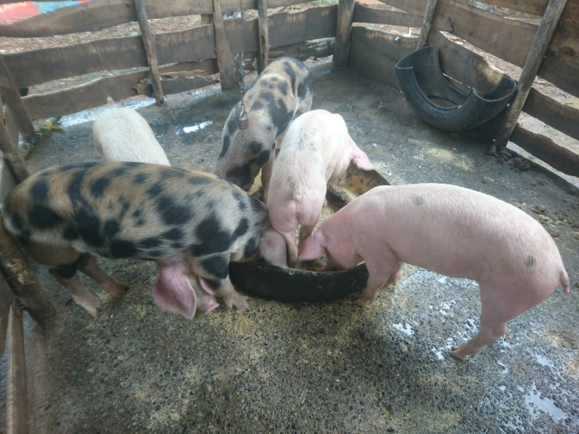 animales y mascotas - 12 Cerdos de 5 meses