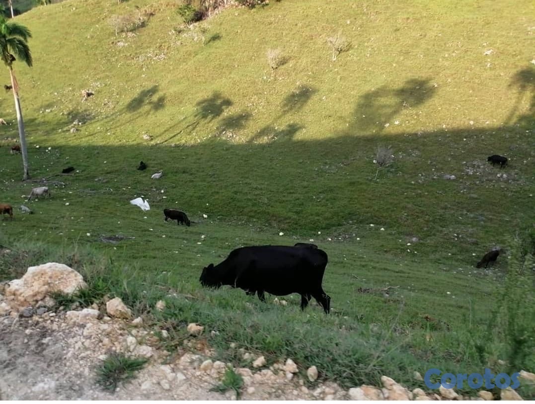 solares y terrenos - finca de venta en jamao al norte  2