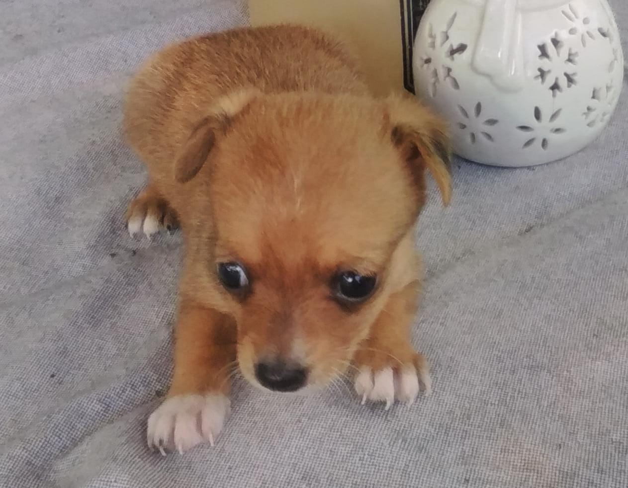 Chihuahua hembra #1