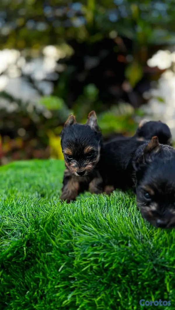 animales y mascotas - cachorros Yorkie mini 6