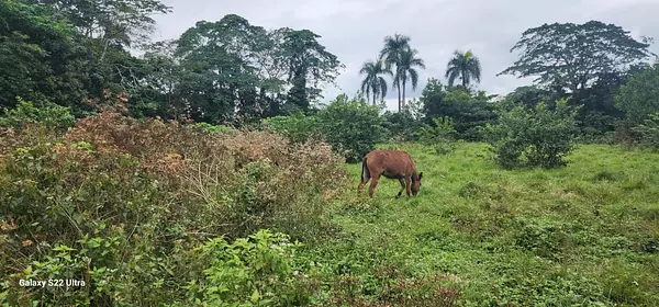 solares y terrenos - Finca Venta Cotui 3