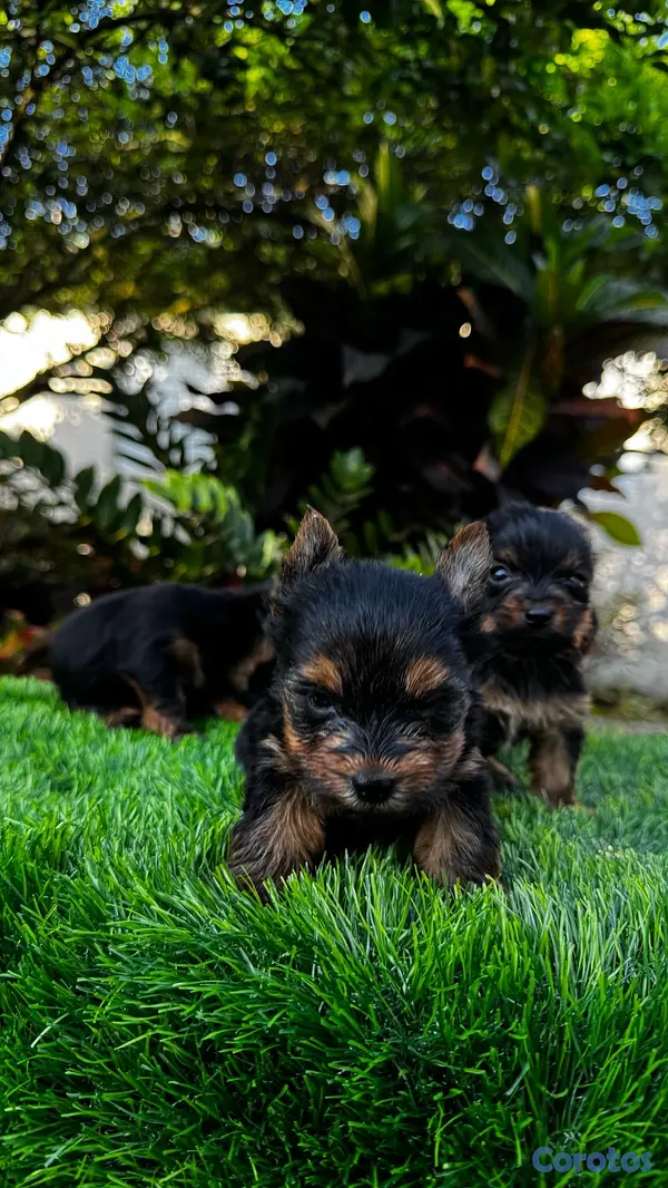 animales y mascotas - cachorros Yorkie mini 7