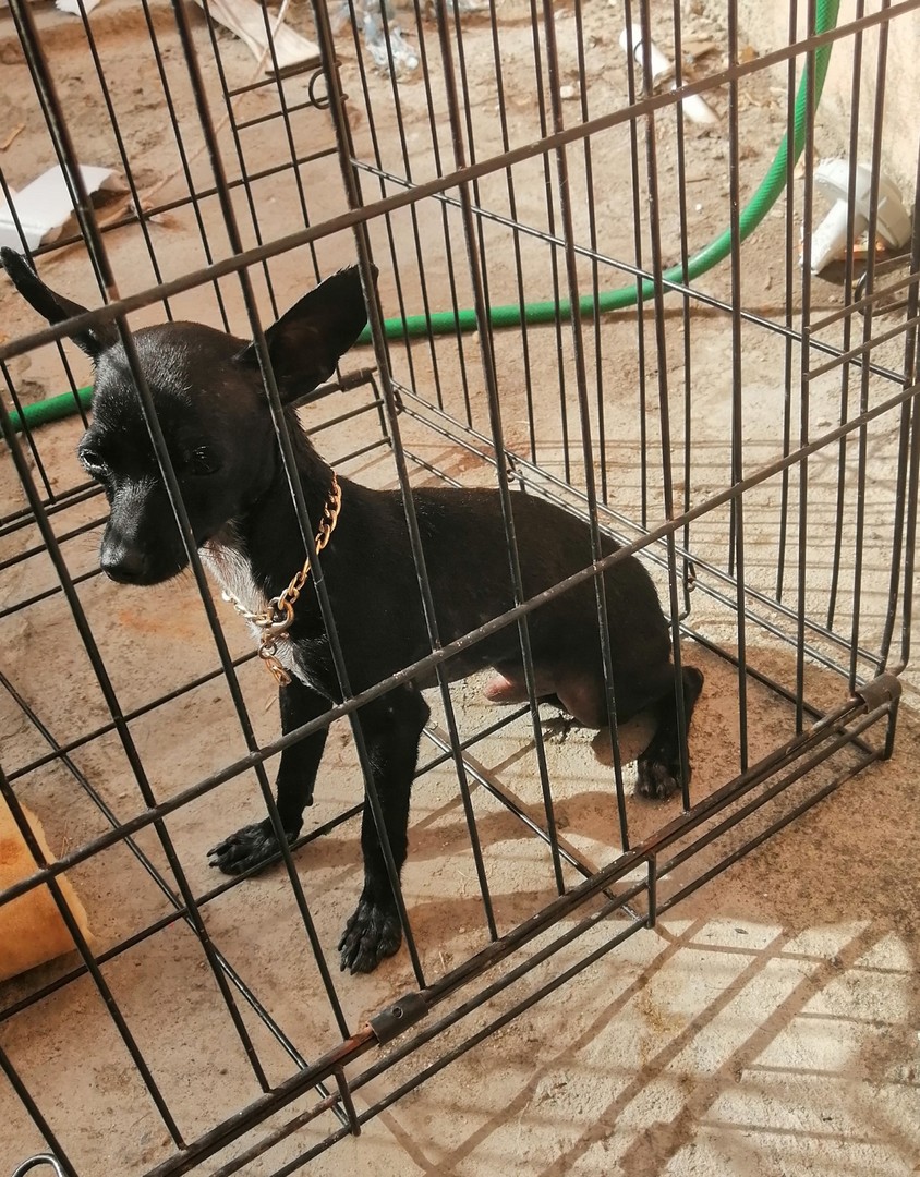 animales y mascotas - Cachorro Chihuahua número 1 de 6 meses con su jaula plato y champú