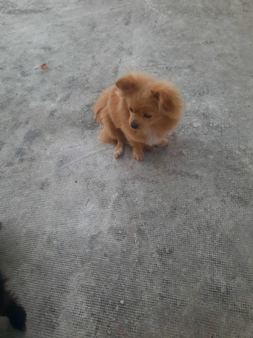 animales y mascotas - Vendo Pomerania Hembra 6 meses.