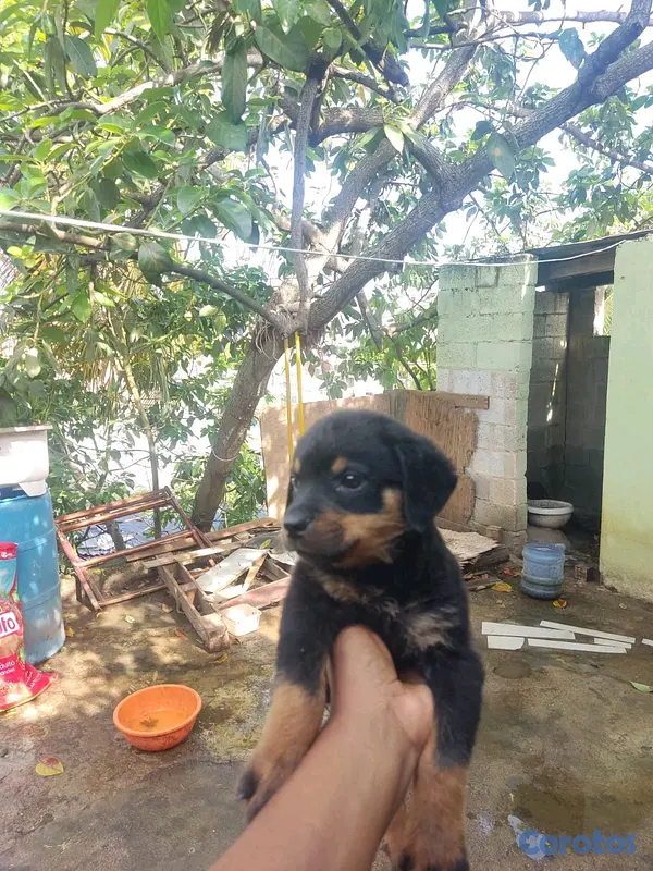 animales y mascotas - hermosos cachorritos rottwailer  4