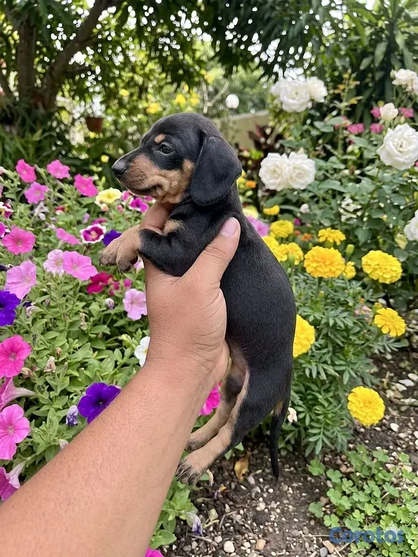 animales y mascotas - hermosos cachorritos de salchicha  3