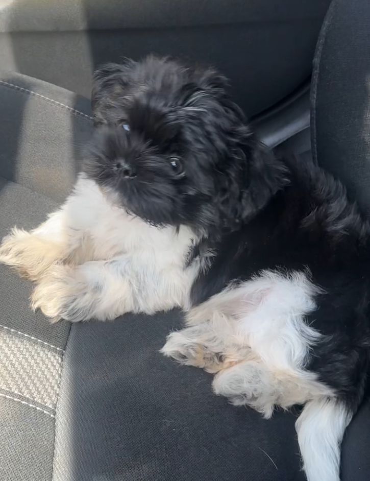 animales y mascotas - OFERTA CACHORRO SHIH TZU MACHO SE ENTREGA CON TODO