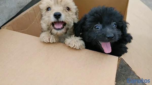 animales y mascotas - shihpoo,chipoo,shipo,poodle 2
