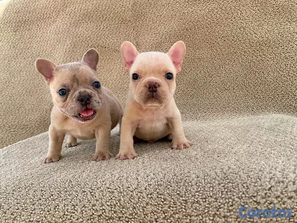 animales y mascotas - bulldog frances  6