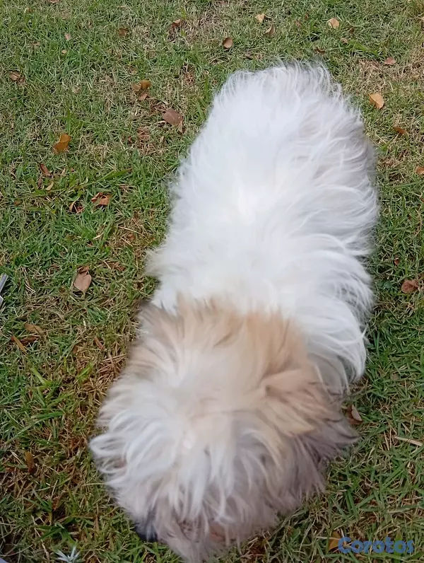 animales y mascotas - HERMOSA CACHORRITA SHIPOO🥰 7