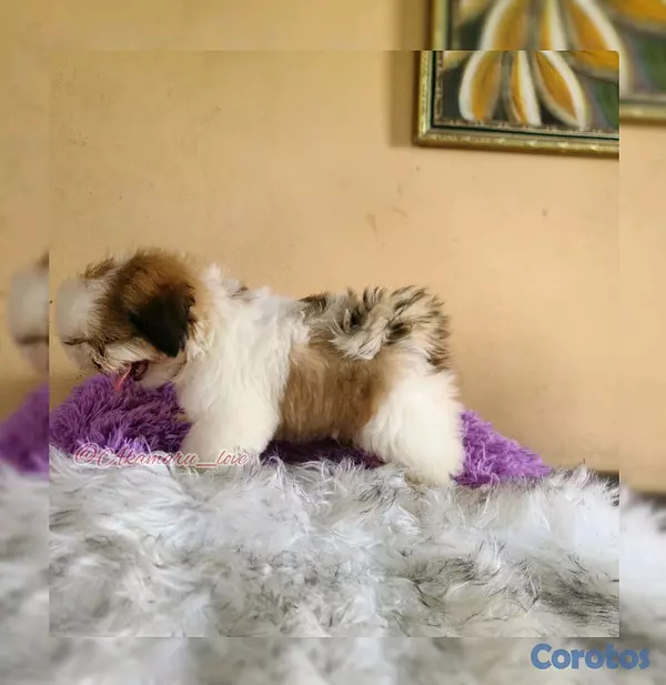 animales y mascotas - shihtzu  2