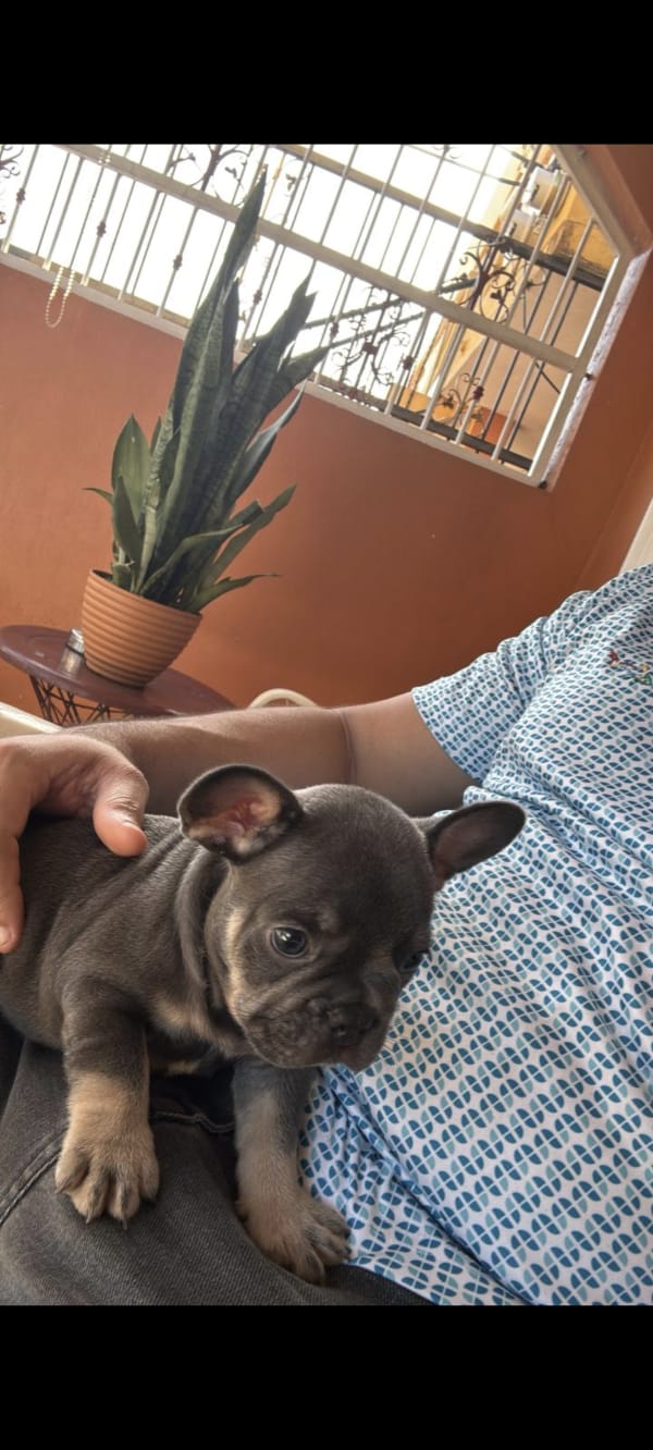 animales y mascotas - Vendo mi Bulldog Francés con Pedigree  1